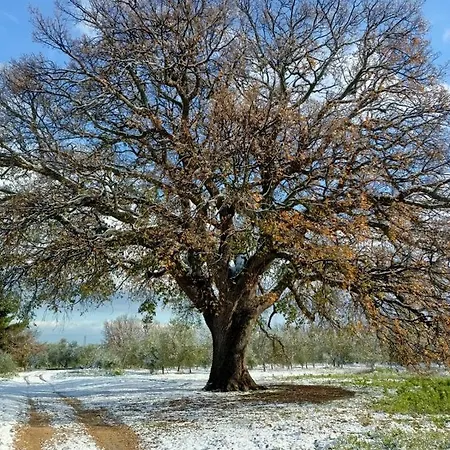 Venkovský dům L'antica Quercia