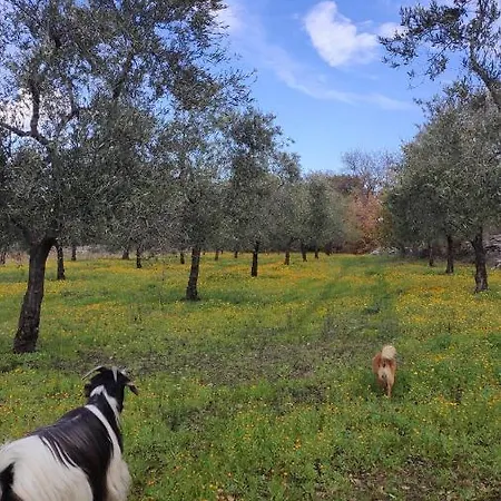 L'antica Quercia *
